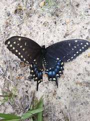 Papilio polyxenes