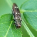 Agrilus pseudofallax - Photo (c) Kimberlie Sasan, some rights reserved (CC BY-ND), uploaded by Kimberlie Sasan