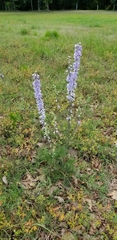 Delphinium carolinianum virescens
