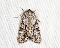 Achatia distincta