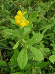 Lotus ornithopodioides