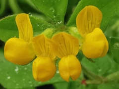 Lotus ornithopodioides