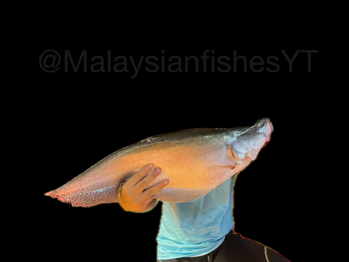 Bornean Featherback
