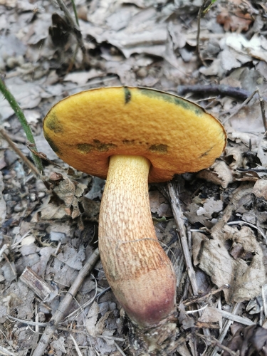 Lurid Bolete