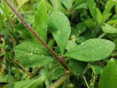 Lotus ornithopodioides