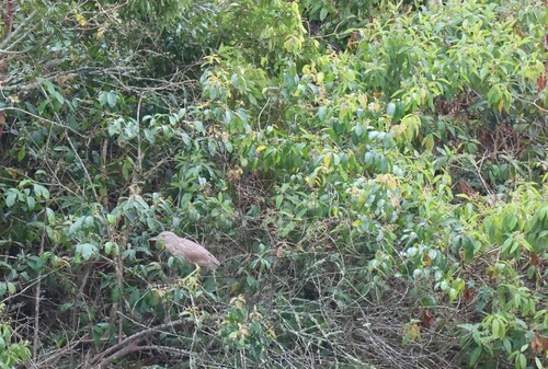 Black-crowned Night Heron