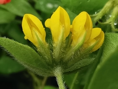 Lotus ornithopodioides