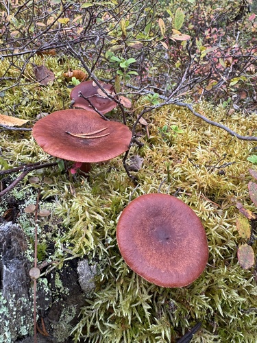 Rufous Milkcap
