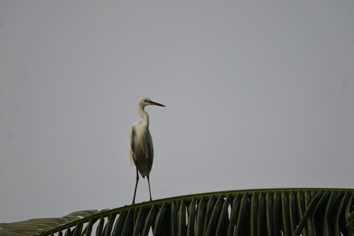 Little Egret