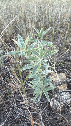 Lithospermum occidentale, photograph 5