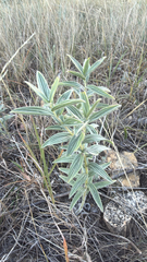 (c) Jane Weeden, some rights reserved (CC BY) Lithospermum occidentale, photograph (c) Jane Weeden, some rights reserved (CC BY)
