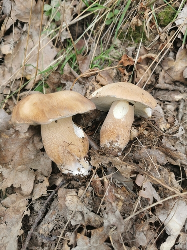 Summer Bolete