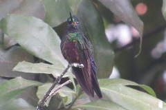 Coeligena helianthea