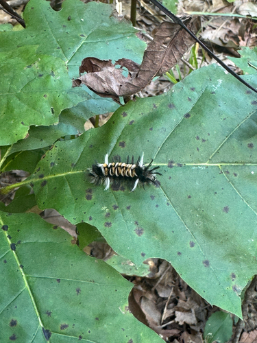 Milkweed Tussock Moth