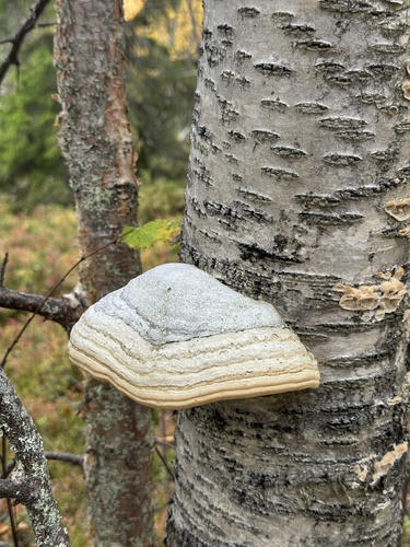 Hoof Fungus