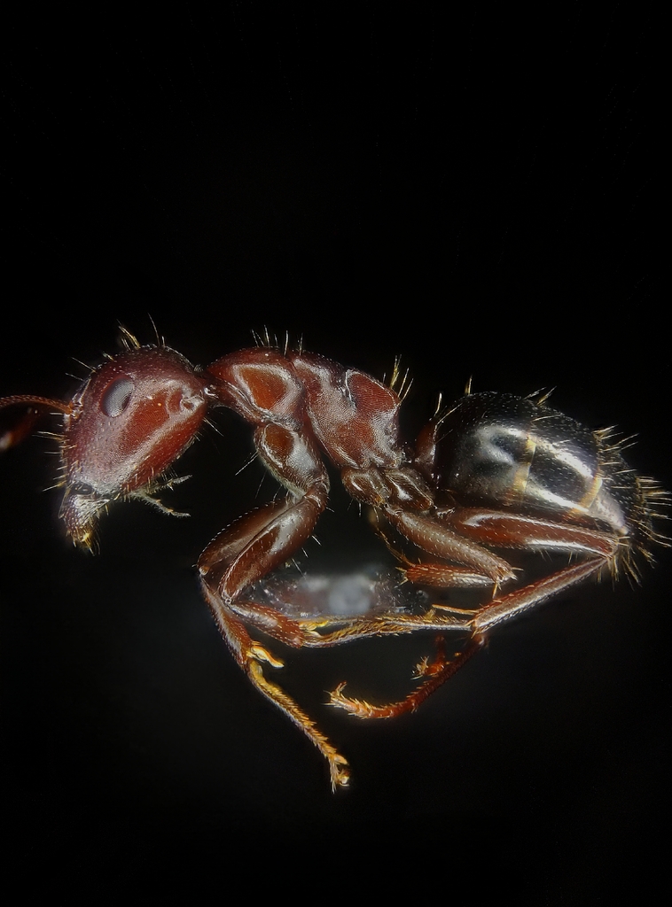Camponotus vogti