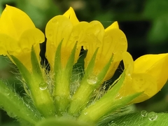 Lotus ornithopodioides