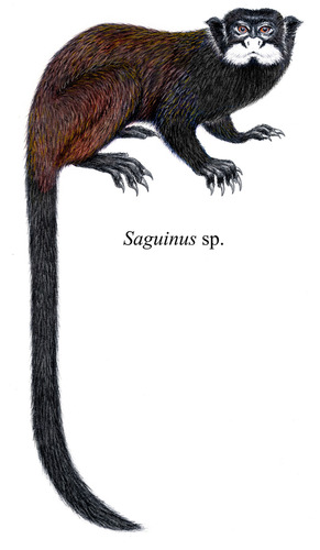 Kulinas' Tamarin