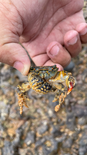 Redfinger Rubble Crab