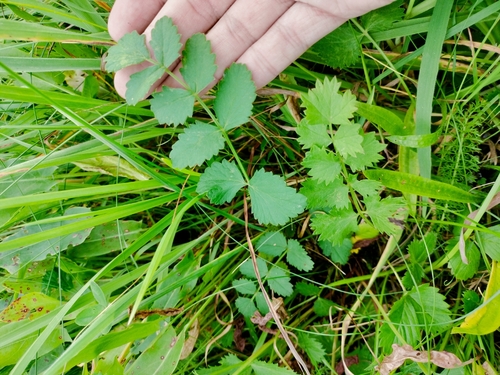 Burnet-saxifrage