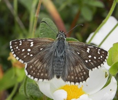 Pyrgus sidae