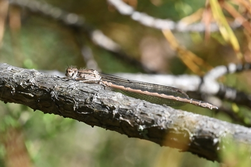 Siberian Winter Damsel