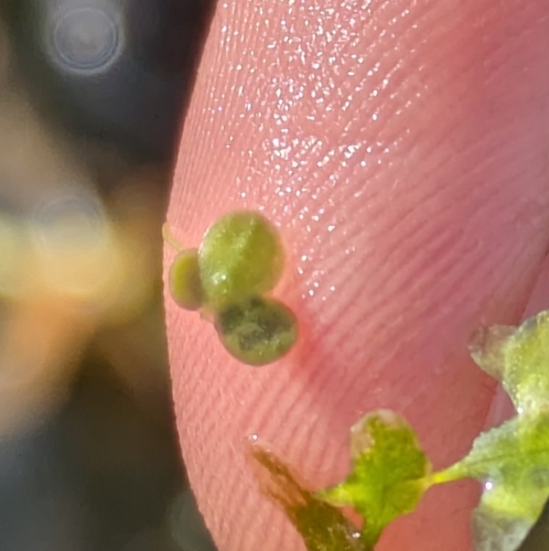 Lemna turionifera, photograph 3