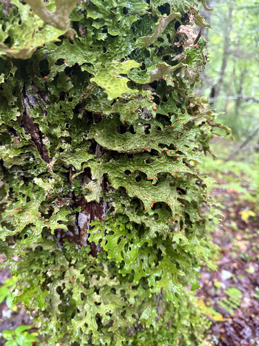 Tree Lungwort