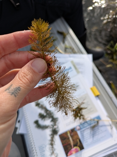 Myriophyllum sibiricum