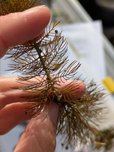 Myriophyllum sibiricum, photograph 2
