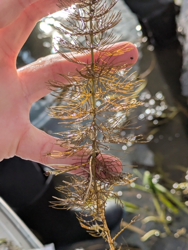 Myriophyllum sibiricum, photograph 3
