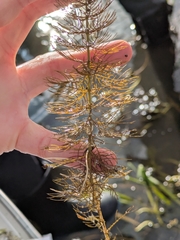 Myriophyllum sibiricum, photograph author not stated, no rights reserved