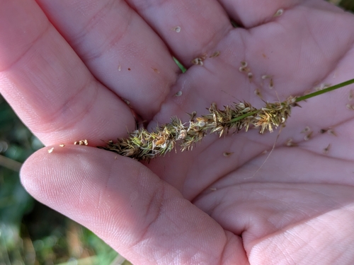 Carex vulpinoidea, photograph 1