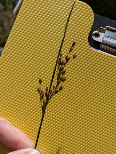 Juncus balticus, photograph 4