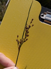 Juncus balticus, photograph author not stated, no rights reserved