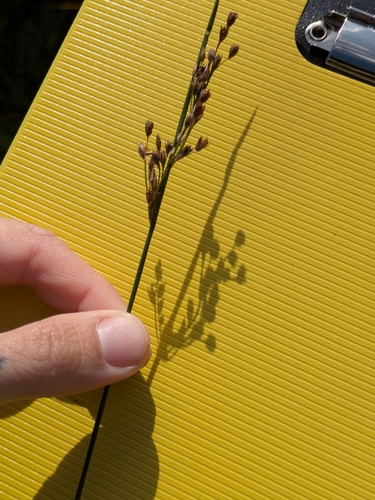 Juncus balticus, photograph 5