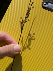 Juncus balticus, photograph author not stated, no rights reserved