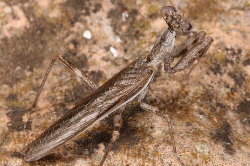 European Dwarf Mantis
