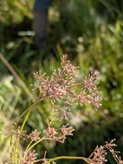 Scirpus microcarpus
