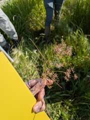 Scirpus microcarpus, photograph author not stated, no rights reserved