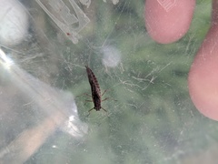 Callibaetis ferrugineus hageni