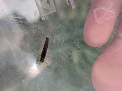 Callibaetis ferrugineus hageni