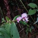 Centradenia grandifolia - Photo (c) marissagibson, algunos derechos reservados (CC BY-NC), subido por marissagibson