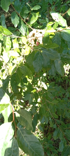 autumn olive