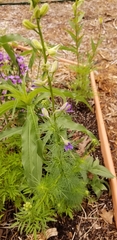 Delphinium carolinianum