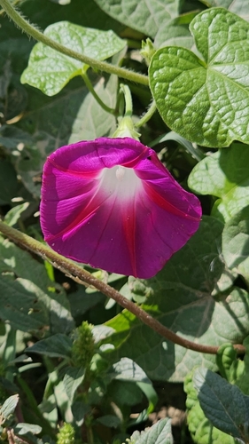 common morning-glory
