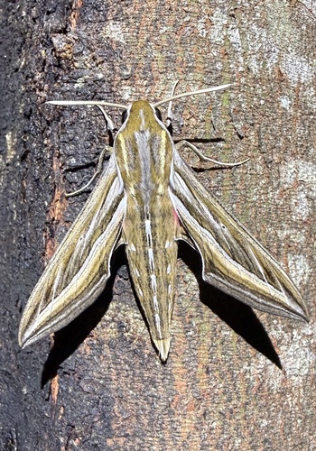 Vine Hawkmoth