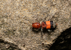 Enoclerus ichneumoneus