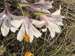 Gladiolus grandiflorus