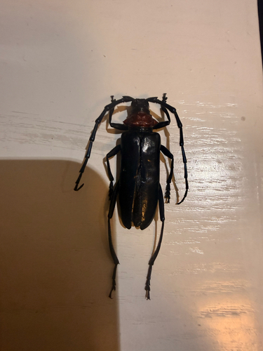 Red necked longhorn beetle